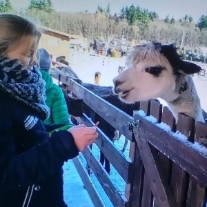 pokaż obrazek - 